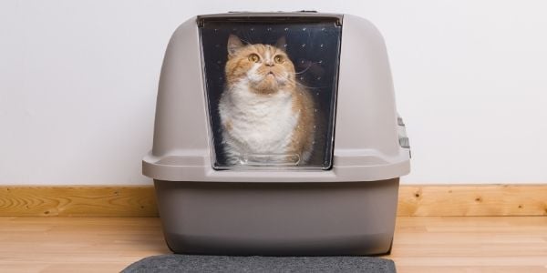 How to litter box train outlet cats